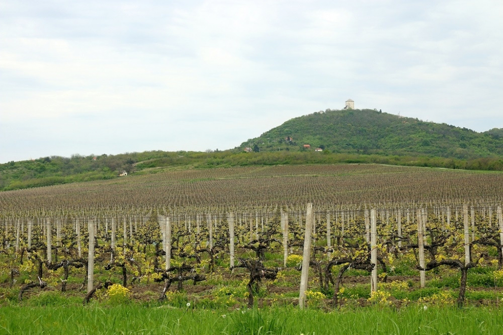 Vr&scaron;ac vinograd