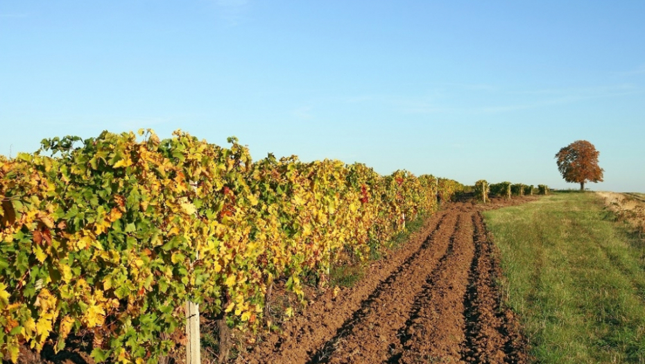 Vršac vinograd