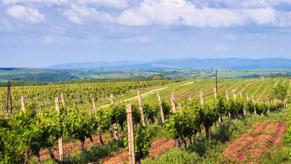 Vršac vinograd
