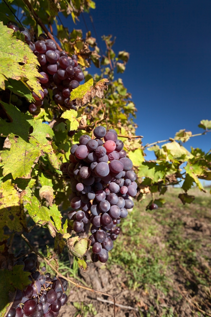 Vr&scaron;ac vinograd