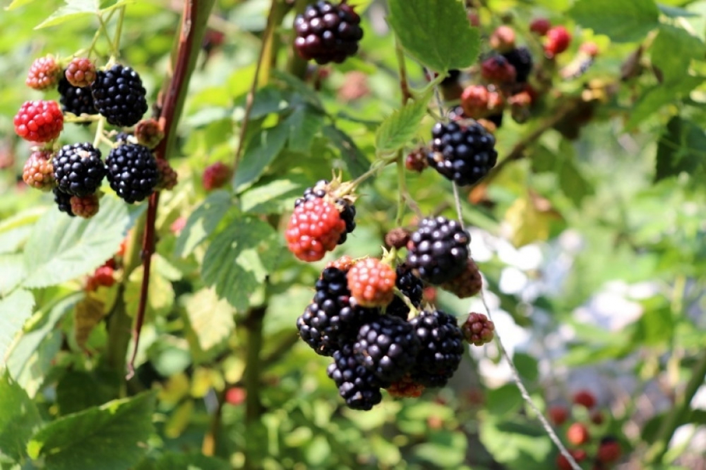 Trešnja Šljiva Malina Kupina