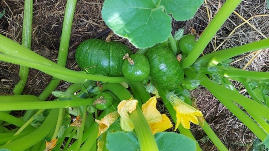 tikvice - kukuruz - poljoprivreda