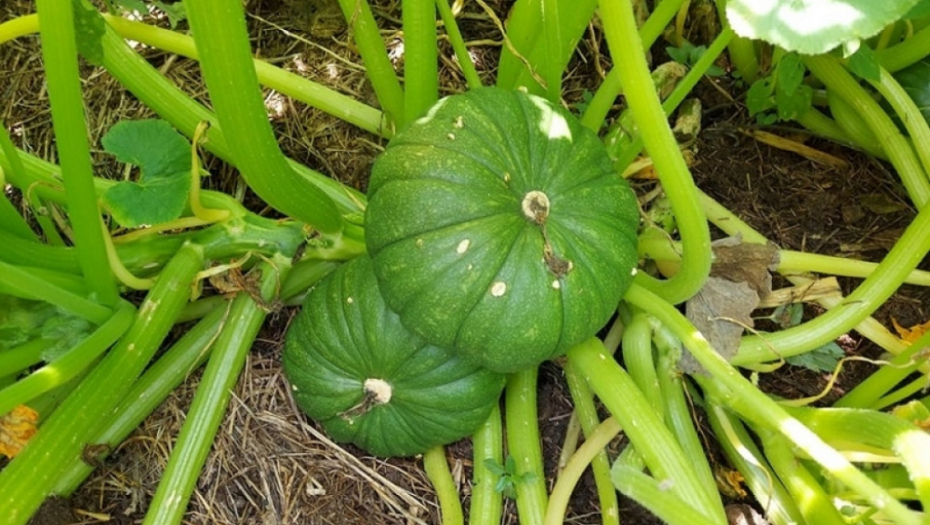 tikvice - kukuruz - poljoprivreda