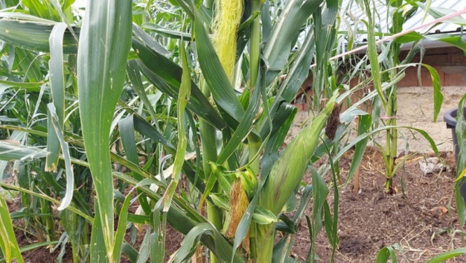 tikvice - kukuruz - poljoprivreda