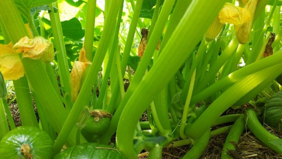 tikvice - kukuruz - poljoprivreda