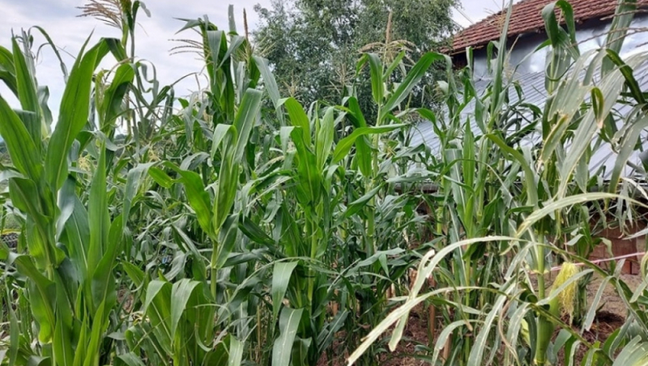 tikvice - kukuruz - poljoprivreda