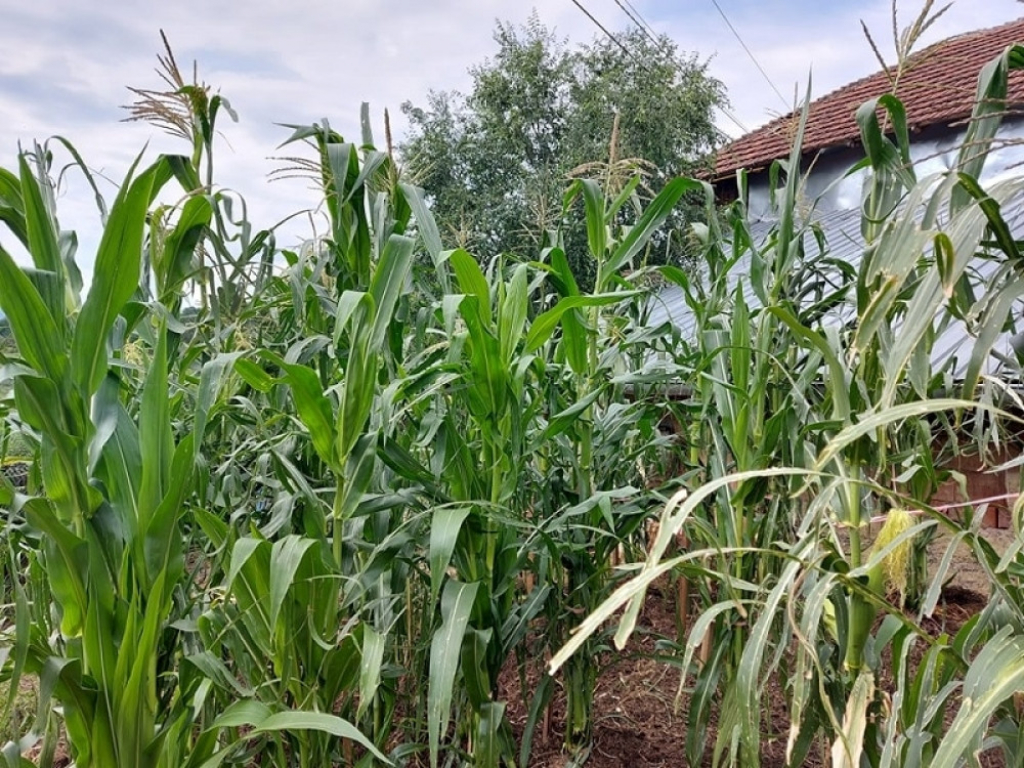 tikvice - kukuruz - poljoprivreda