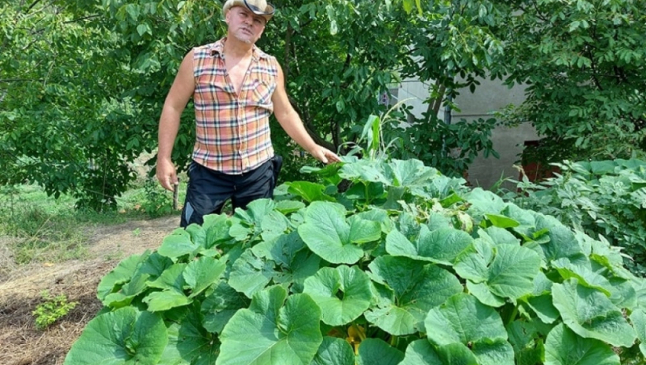 tikvice - kukuruz - poljoprivreda