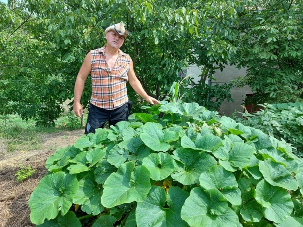 tikvice - kukuruz - poljoprivreda