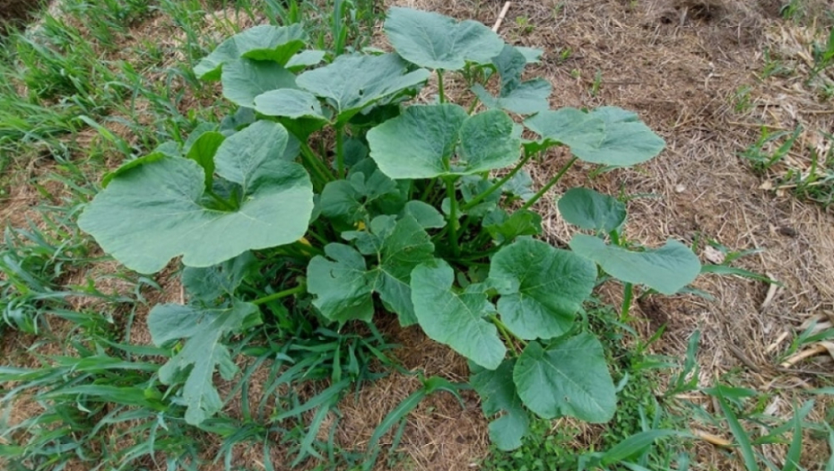 tikvice - kukuruz - poljoprivreda