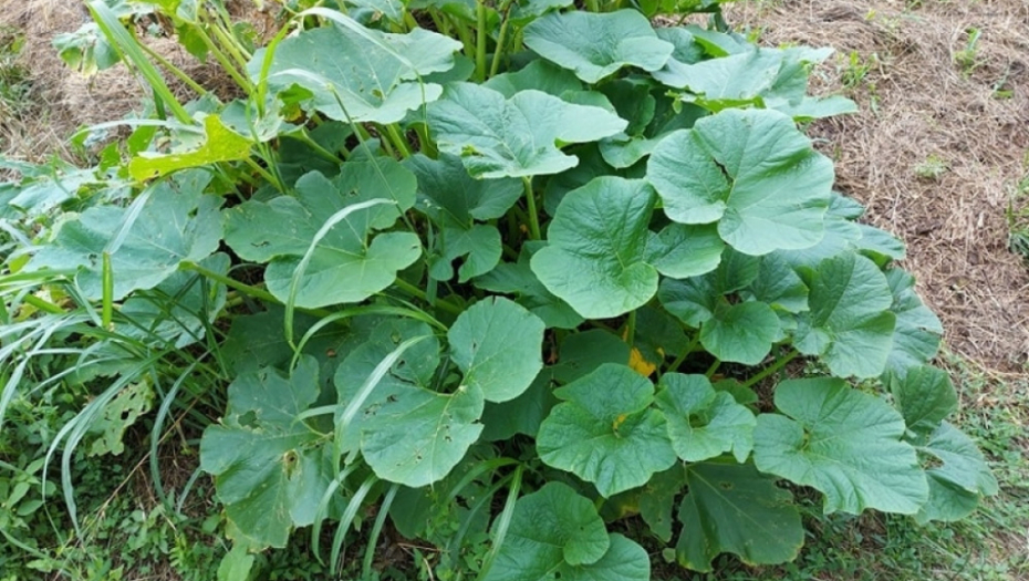 tikvice - kukuruz - poljoprivreda