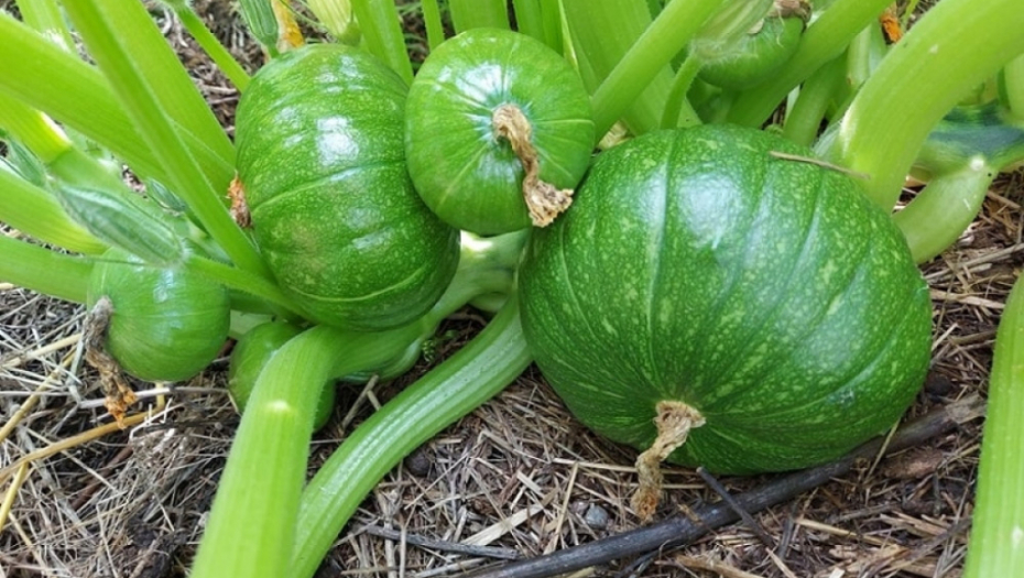 tikvice - kukuruz - poljoprivreda