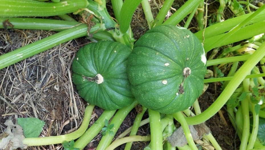 tikvice - kukuruz - poljoprivreda