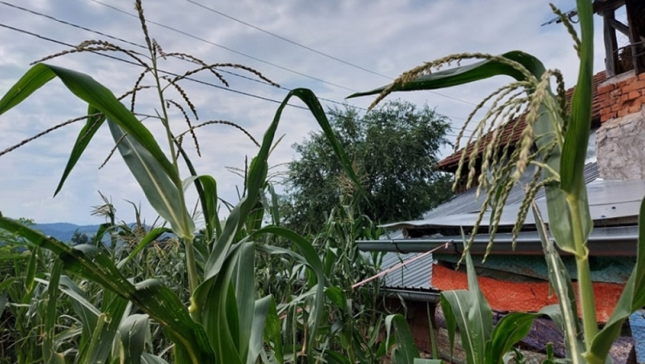 tikvice - kukuruz - poljoprivreda