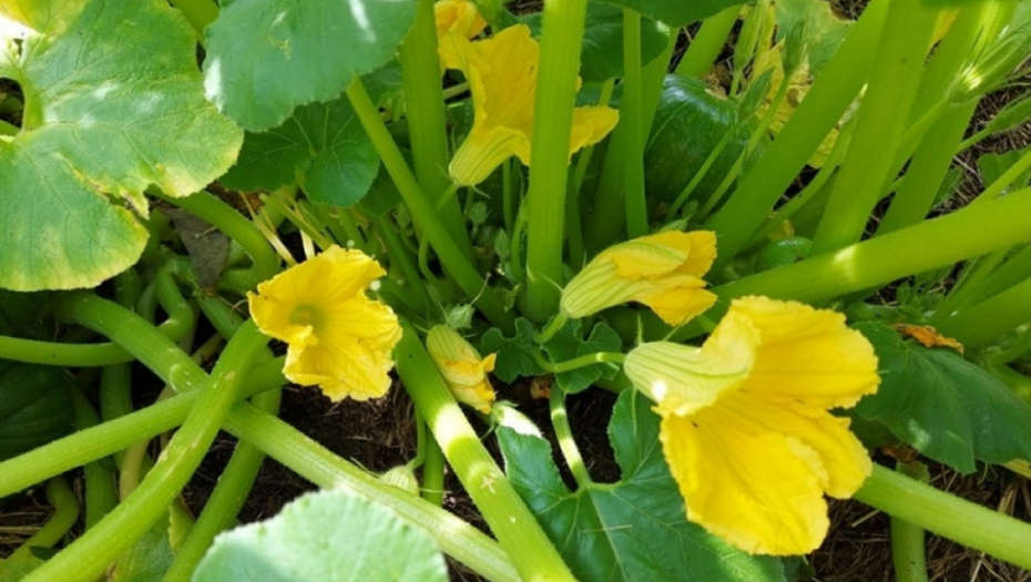 tikvice - kukuruz - poljoprivreda