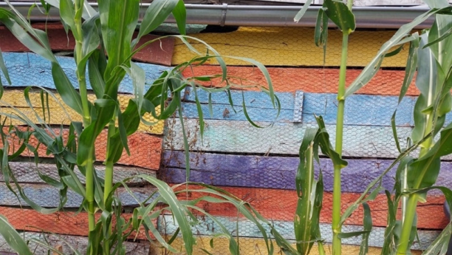 tikvice - kukuruz - poljoprivreda