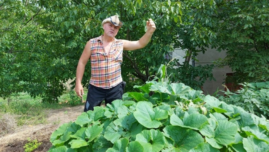 tikvice - kukuruz - poljoprivreda