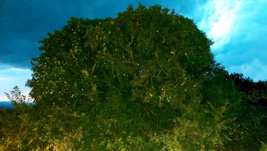 Drvo zla u Šumadiji