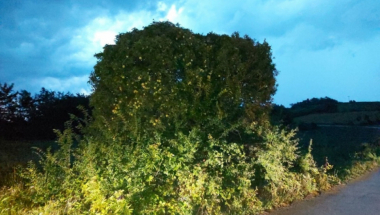 Drvo zla u Šumadiji