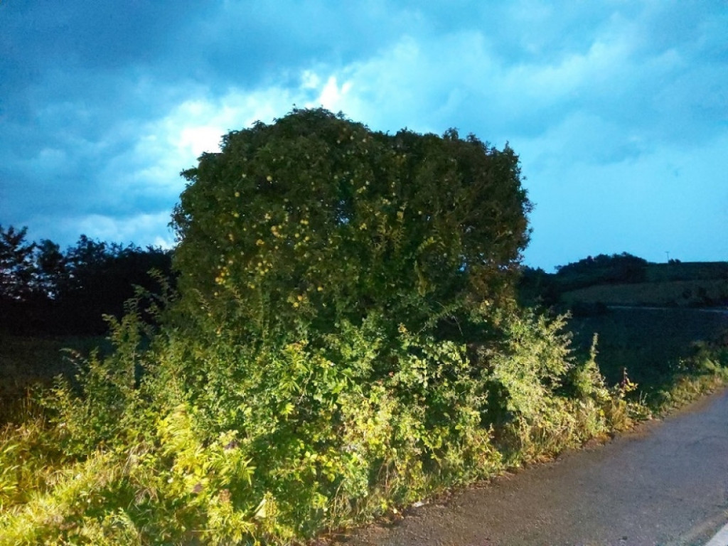 Drvo zla u Šumadiji