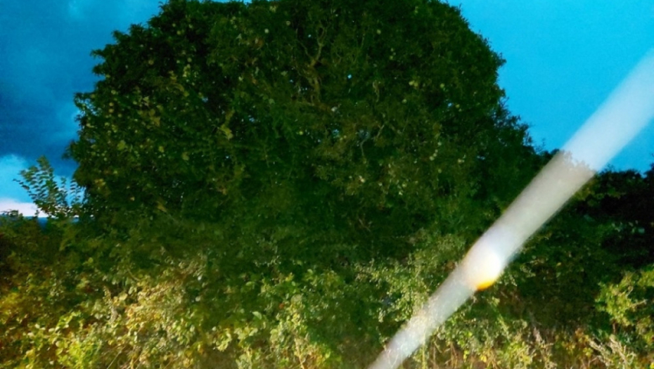 Drvo zla u Šumadiji