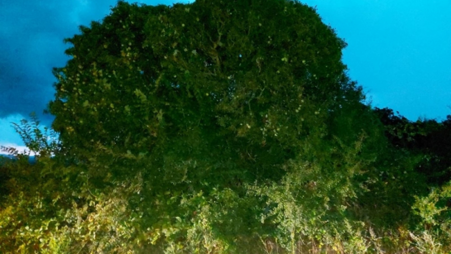 Drvo zla u Šumadiji