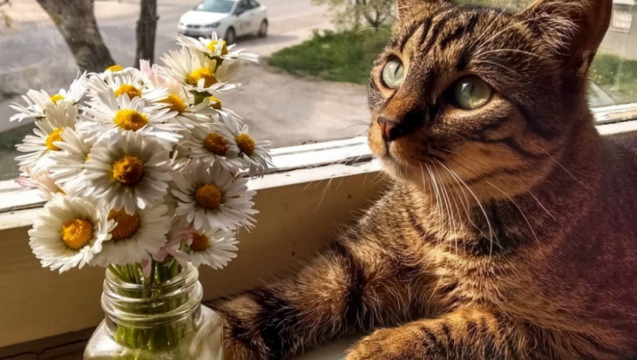 Mačor, maca, mačka