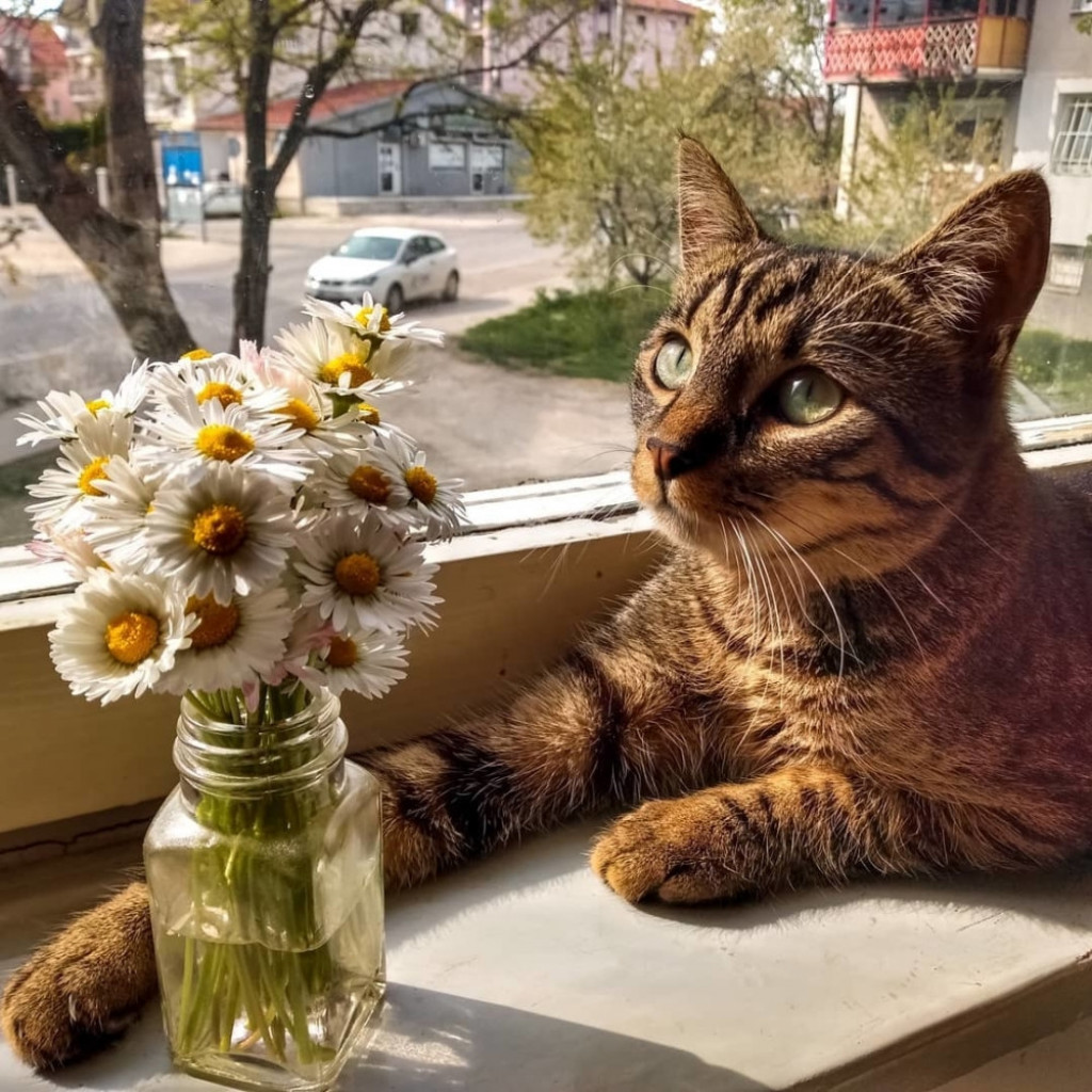 Mačor, maca, mačka