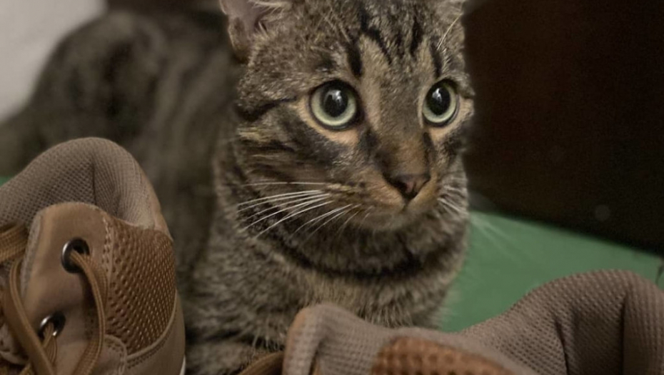 Mačor, maca, mačka