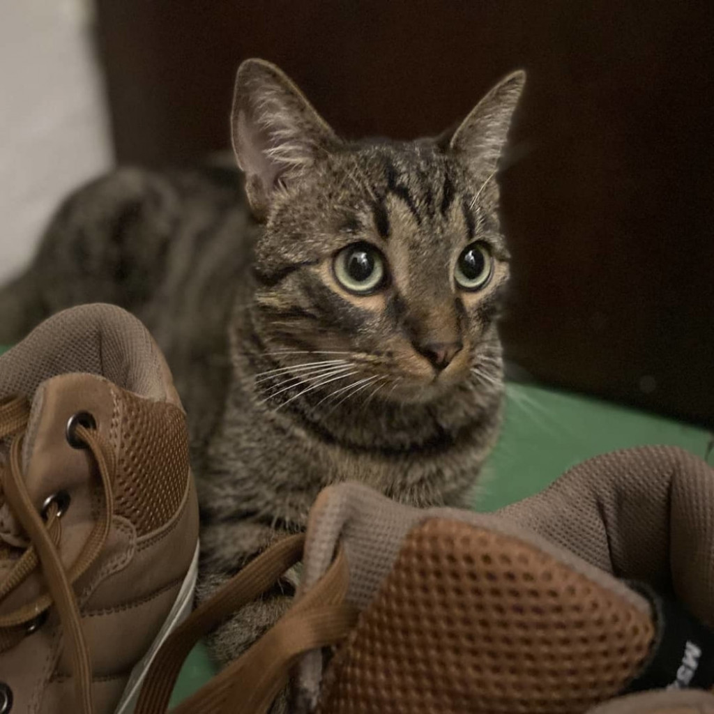 Mačor, maca, mačka