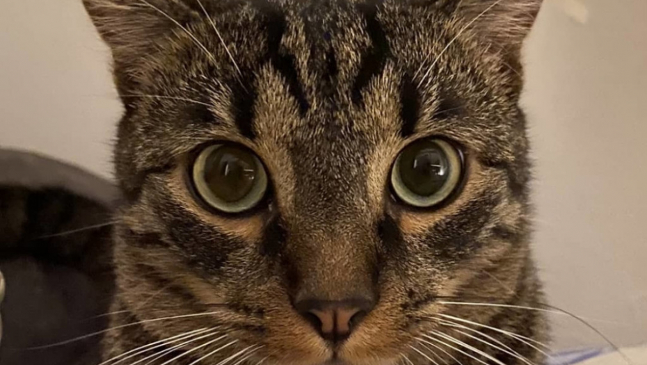 Mačor, maca, mačka