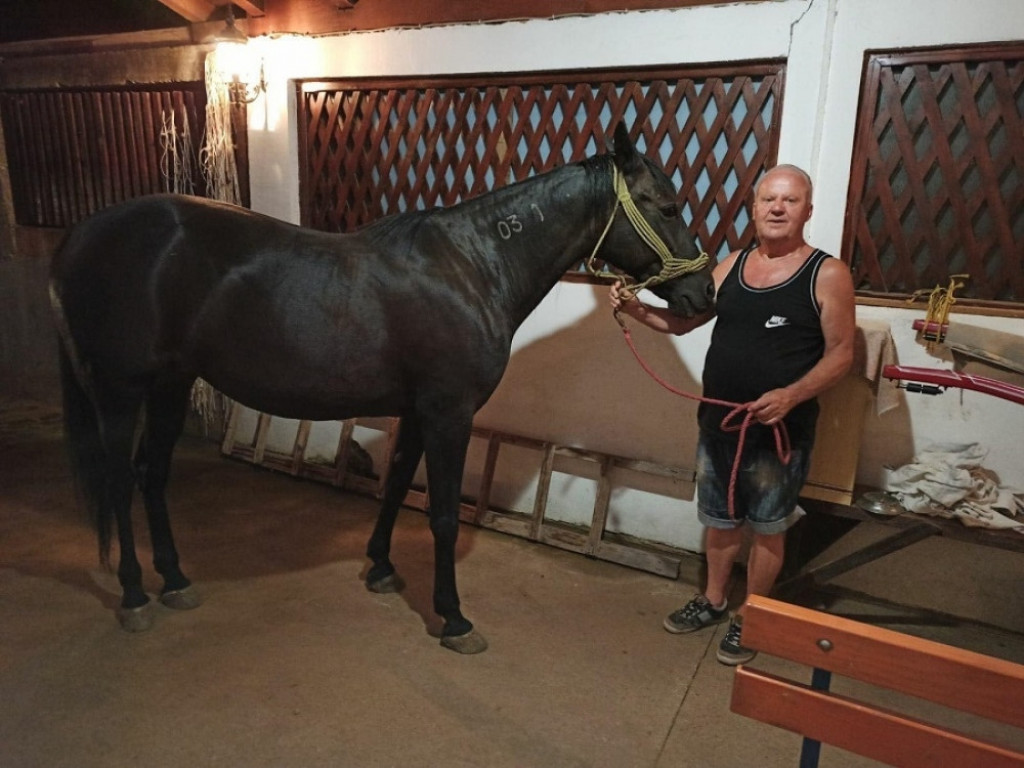 Nađen odbegli konj Felza