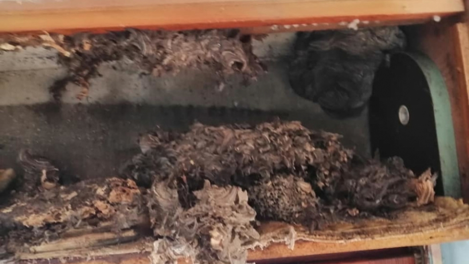 Leglo pasnog insekta