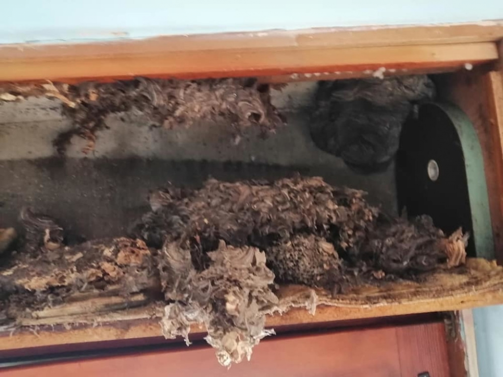 Leglo pasnog insekta