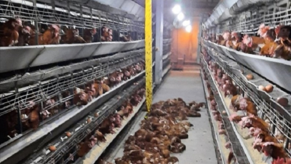 Udar groma u Priboju ubio kokoške