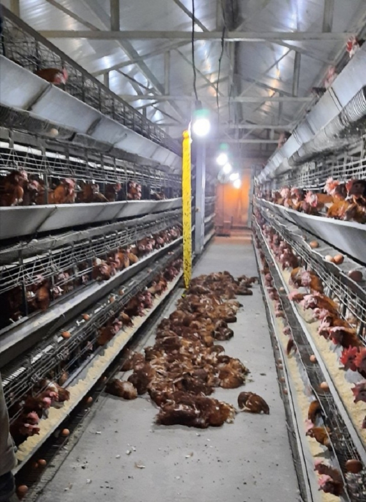 Udar groma u Priboju ubio kokoške