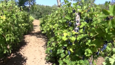 Orahovačko vinogorje