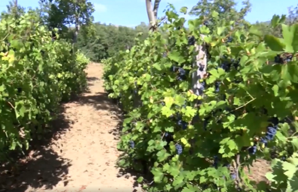 Orahovačko vinogorje