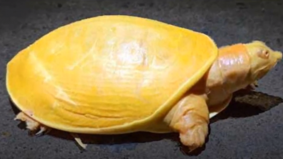 Zlatna kornjača