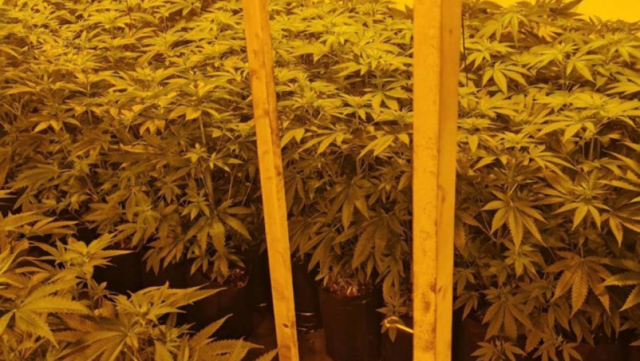 Laboratorija, marihuana, trava