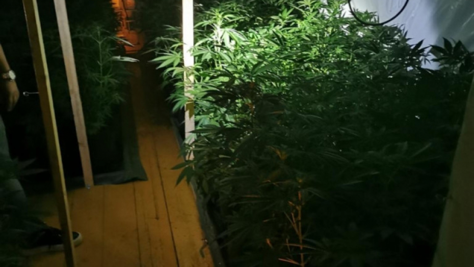 Laboratorija, marihuana, trava