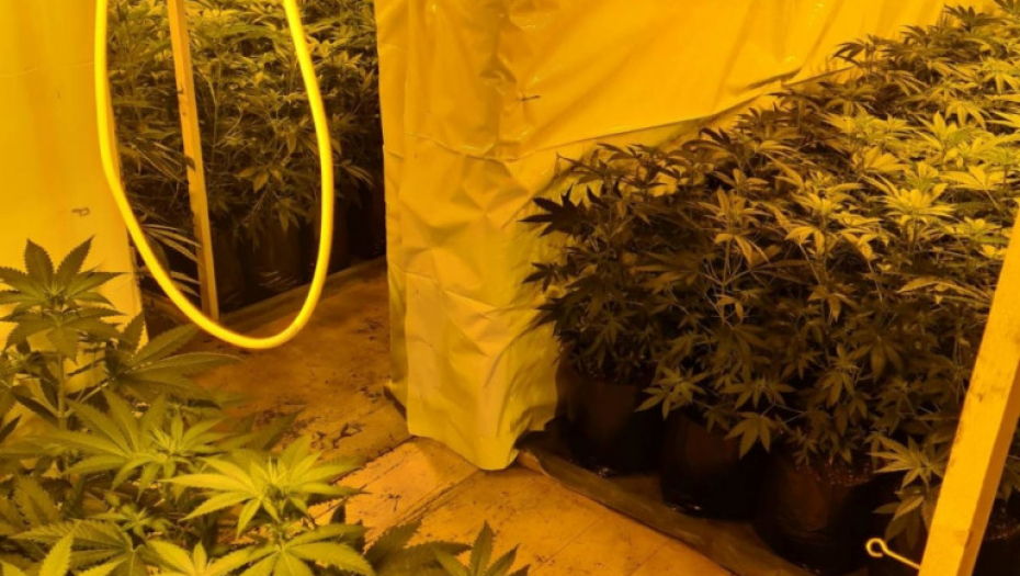 Laboratorija, marihuana, trava