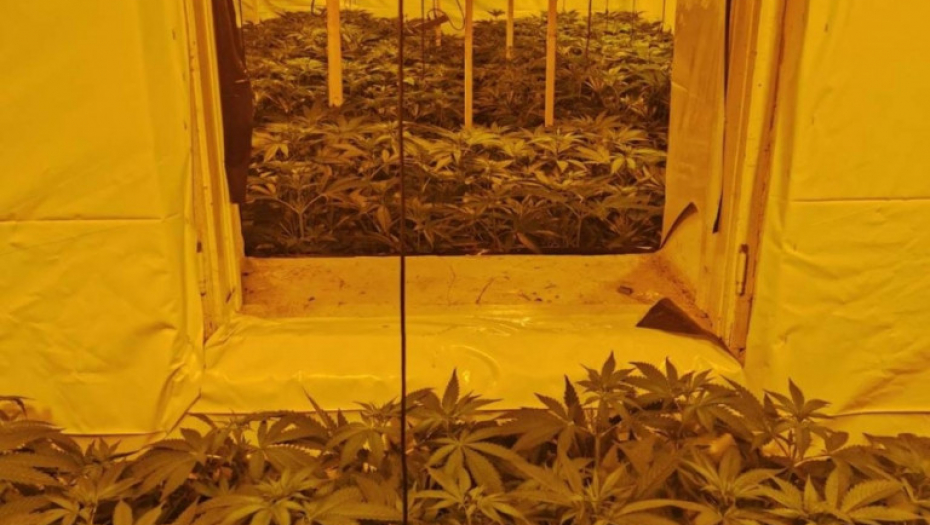 Laboratorija, marihuana, trava