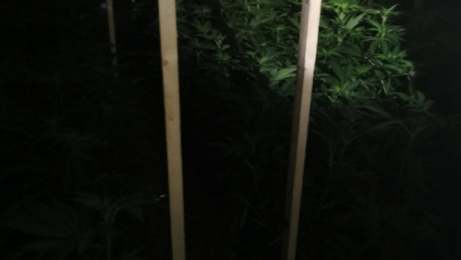 Laboratorija, marihuana, trava