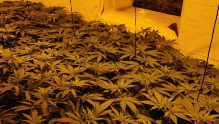 Laboratorija, marihuana, trava