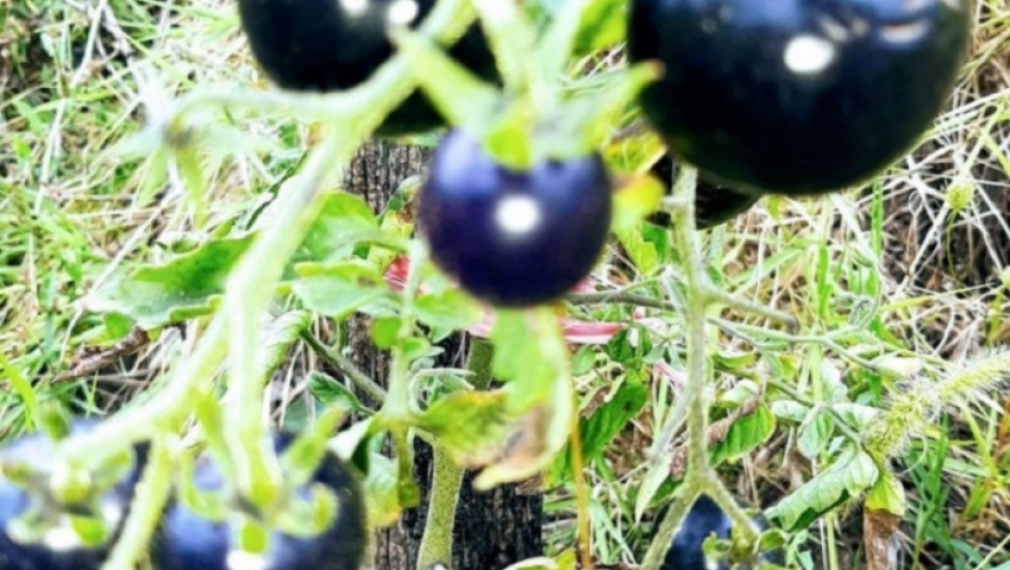 Crni paradajz