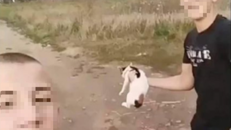 Ubistvo mačke u Leskovcu