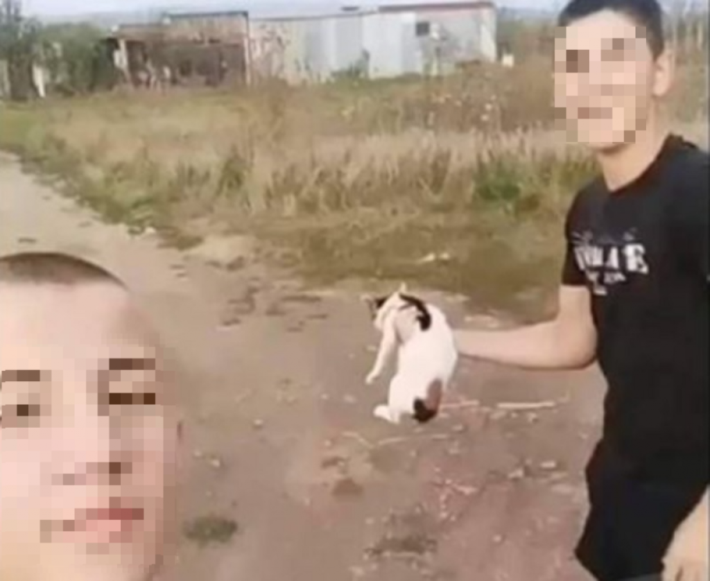 Ubistvo mačke u Leskovcu