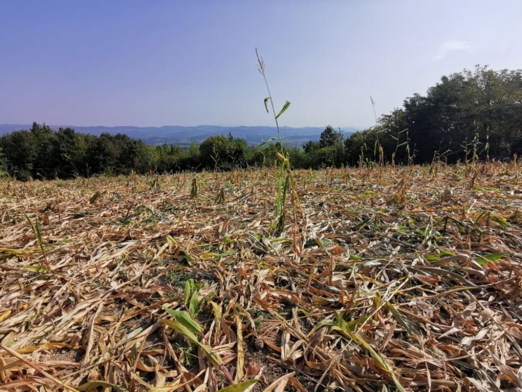 Lovac, njiva, pu&scaron;ka, divlja svinja