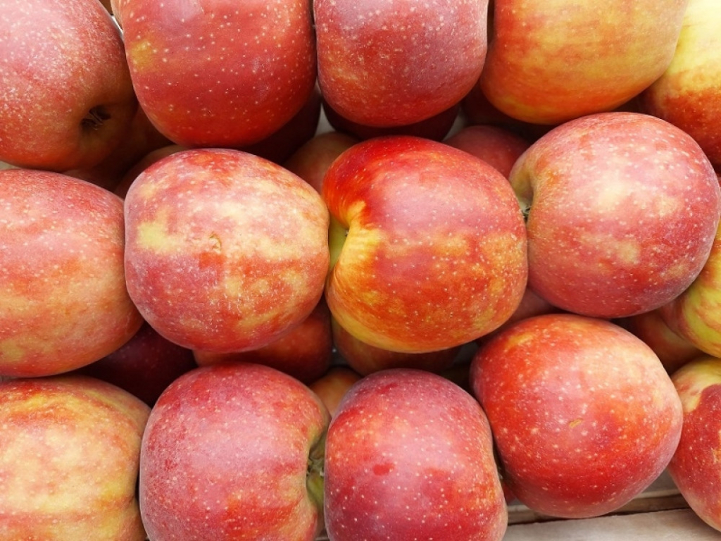 jabuka, jabuke, voće